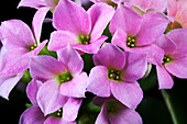 Kalanchoe blossfeldiana