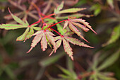 Acer palmatum 'Jerre Schwartz'