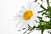 Argyranthemum frutescens, weiß