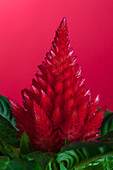 Celosia argentea var. plumosa, red