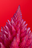 Celosia argentea var. plumosa, pink