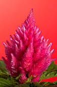 Celosia argentea var. plumosa, pink