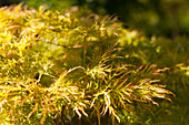 Acer palmatum Dissectum