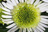Chrysanthemum 'Splash Meadow'