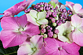 Hydrangea macrophylla