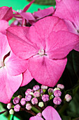 Hydrangea macrophylla, rosa