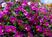 Calibrachoa mixis 'Calista' Danziger