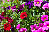 Calibrachoa Trixi 'Dark Blue_Pink_Red'