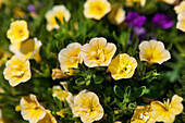 Petunia Trixi® 'Petticoat' Yellow