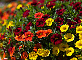 Calibrachoa