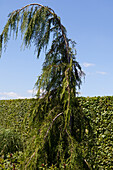 Chamaecyparis nootkatensis 'Pendula'