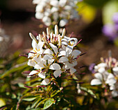 Cleome 'Señorita Blanca'