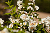 Philadelphus virginalis 'Natchez'