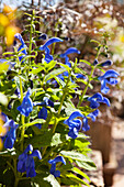 Salvia patens 'Dark Blue'