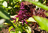 Salvia splendens 'Go Go Purple'