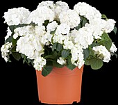 Hydrangea macrophylla, white