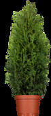 Thuja occidentalis 'Brabant'