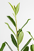 Prunus laurocerasus 'Caucasica'