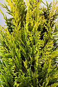 Chamaecyparis lawsoniana 'Ivonne'