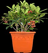 Skimmia japonica subsp. reevesiana