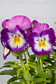 Viola cornuta