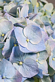 Hydrangea macrophylla