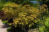 Acer japonicum 'Aconitifolium' (Aconitifolium)