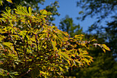 Acer japonicum 'Aconitifolium'