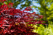 Acer palmatum 'Red Dragon'