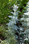 Artemisia schmidtiana 'Nana