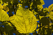 Catalpa bignonioides 'Aurea'