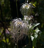 Clematis vitalba