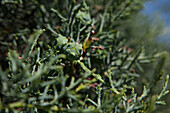 Cupressus arizonica 'Fastigiata'