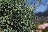 Cupressus arizonica 'Fastigiata'