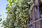 Euonymus fortunei 'Emerald Gaiety'