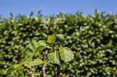 Ficus carica 'Violetta'