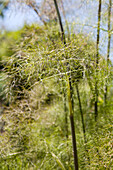 Foeniculum vulgare 'Purpurascens'