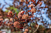 Physocarpus opulifolius