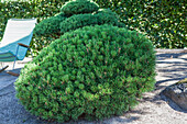 Pinus mugo var. pumilio 'Typ Tirol'