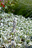 Stachys byzantina 'Silver Carpet'