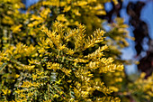 Taxus baccata 'Adpressa Aurea'