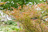 Acer palmatum