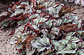 Begonia Rex 'Beleaf Nordic Glacier'