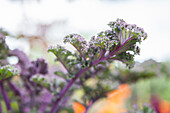 Brassica oleracea var. sabellica 'Redbor F1'