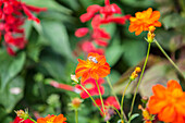 Cosmos sulphureus 'Diabolo'