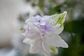 Hydrangea macrophylla 'Fireworks White'®