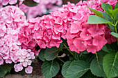 Hydrangea macrophylla 'Green Shadow'(s)