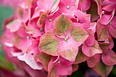 Hydrangea macrophylla 'Green Shadow'(s)