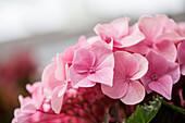 Hydrangea macrophylla 'Messalina