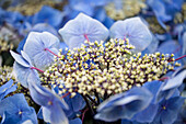 Hydrangea macrophylla 'Black Steel® Zorro'